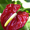 La_reunionanthurium