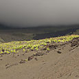 Recolonisation dans les zones cendreuses, près du Piton Tremblet (Eruption Avril 2007)