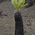 Blechnum tabulare