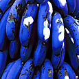Bananes bleues