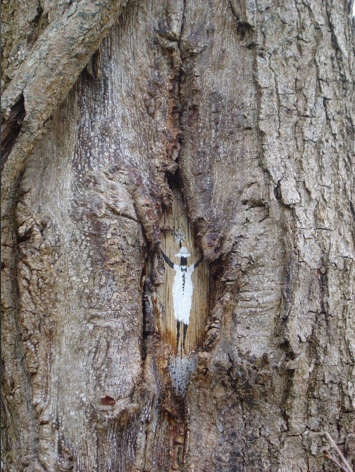 Zazou dans un chêne